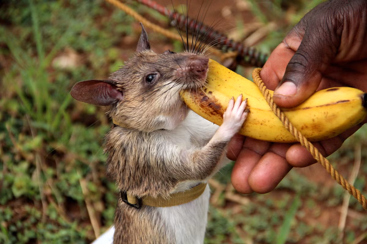 Theo tìm hiểu, tài năng của những con chuột khổng lồ HeroRats được phát hiện bởi Trung tâm Phát triển Dụng cụ Rà phá Bom mìn Cá nhân APOPO - một tổ chức phi lợi nhuận được thành lập bởi nhà hoạt động người Bỉ tên là Bart Weetjens.