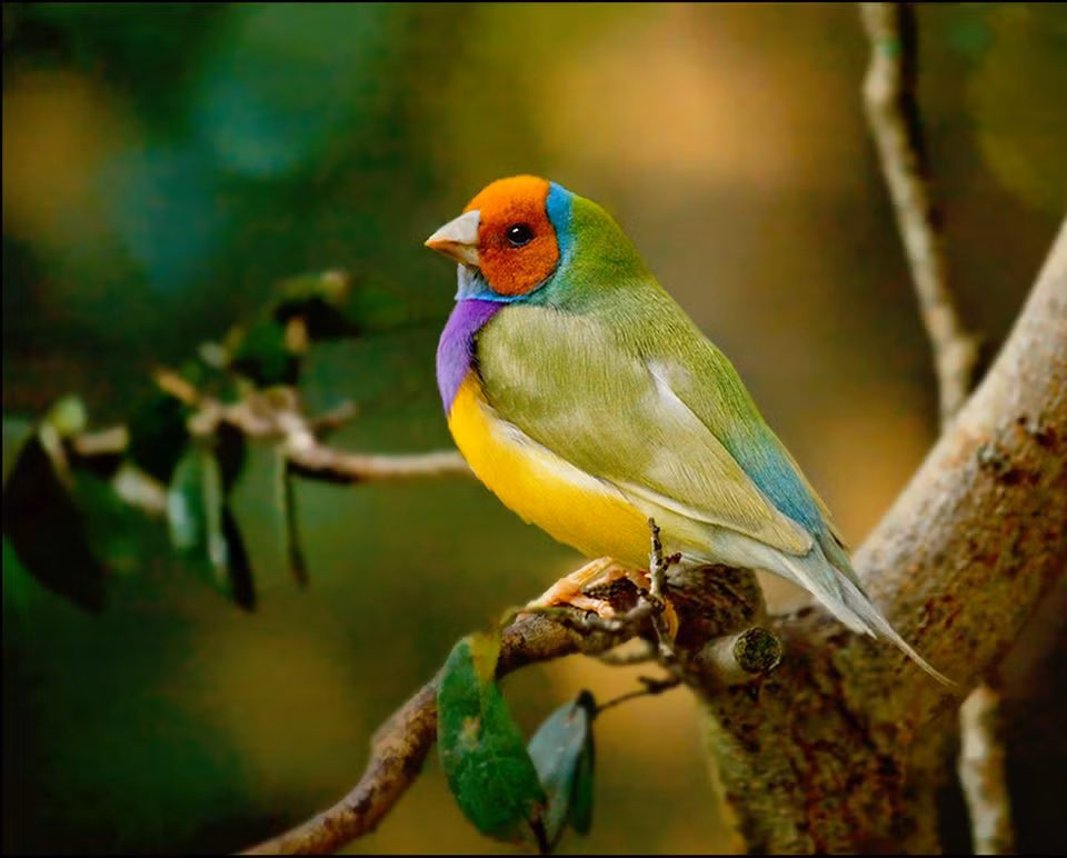 Họ quan sát rất nhiều ngày và phát hiện, sẻ Gouldian đầu đỏ rất được ưa thích, rất đào hoa, vì vậy chúng cũng bị vỏ bọc hào nhoáng tạo ra rất nhiều áp lực và căng thẳng. Chúng phải cạnh tranh nhiều hơn, nỗ lực nhiều hơn, rất mệt mỏi, tỷ lệ sống sót cũng thấp.