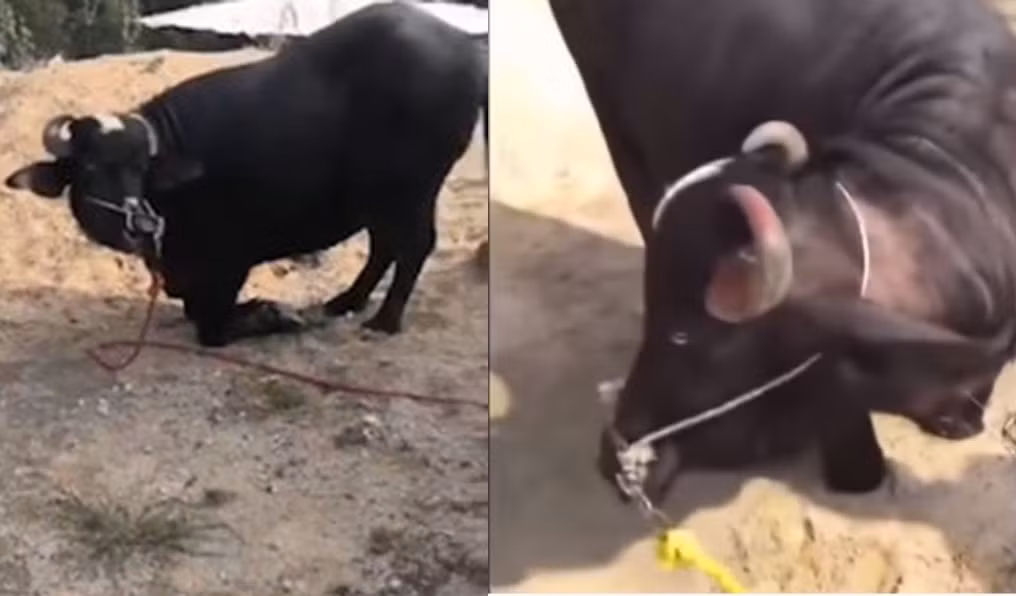 Trâu mẹ mang thai "quỳ" xin tha giết mổ và kết bất ngờ Trau me mang thai