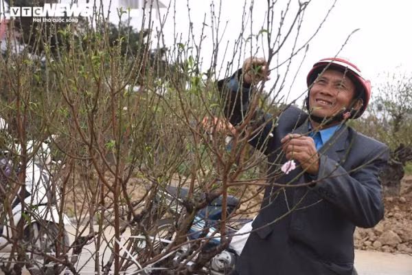 Rút kinh nghiệm năm trước, đến 15 tháng Chạp đào được đặt hết, năm nay, du khách, thương lái tìm đến vườn đào từ giữa tháng 11 Âm lịch để chọn thuê đào. Trong đó, chủ yếu khách đặt thuê đào to, giá từ 10 triệu trở lên là cơ quan, doanh nghiệp, cửa hàng…