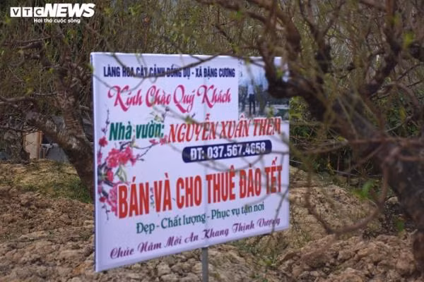Khách chốt cây, đặt cọc, chủ vườn nhanh chóng viết thông tin khách gồm tên tuổi, địa chỉ, số điện thoại, ngày chuyển đào vào tờ giấy nhỏ, treo lên cây để tránh nhầm lẫn.