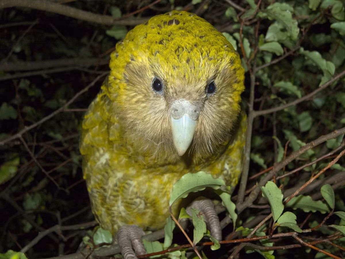 Vẹt kakapo cũng rất thích đi bộ vào ban đêm. Chúng có thể ngủ cả ngày và lang thang dưới nền đất rừng một mình vào ban đêm.