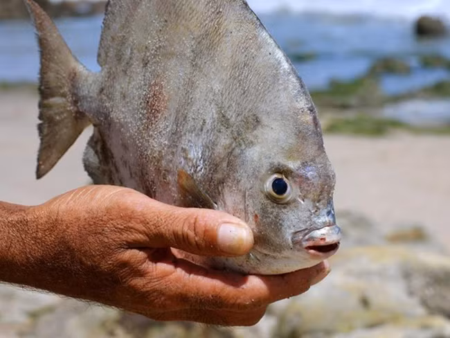 Hàm răng của cá pacu khá “dị” với cấu trúc dạng khối, thẳng, gần giống với răng người.
