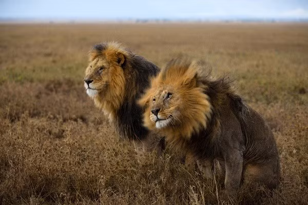 Vào thời hoàng kim, 6 con sư tử là Makulu, Pretty Boy, Dreadlocks, Rasta, Kinky Tail, Mr. T từng đi tuần tra khắp địa bàn của chúng, cũng như đánh phá và tàn sát đối phương. Thậm chí, gieo nỗi hãi hùng vào lòng những kẻ không may chạm trán với chúng.