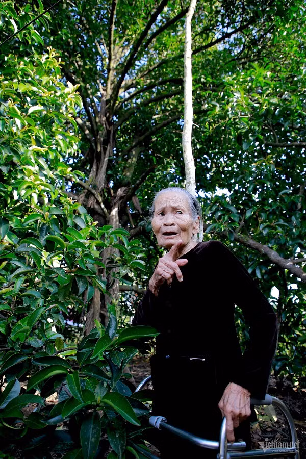 Doc dao cay mang cut gan 100 tuoi o Quang Nam-Hinh-3