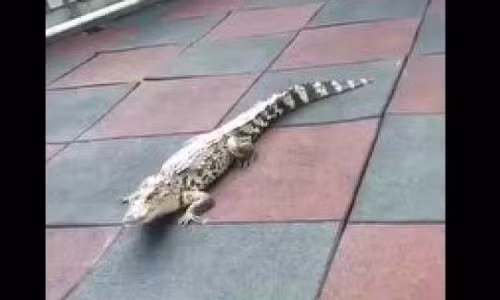 Tá hỏa phát hiện cá sấu lang thang trong nhà trẻ Ta hoa phat hien ca sau lang thang trong nha tre