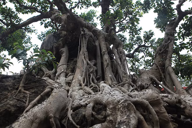 Dấu tích này cho thấy, rất có thể ban đầu đây là một cây sanh được dùng để ký vào hòn non bộ
