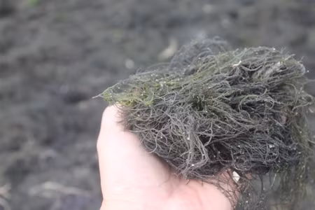 Rau câu có sợi mảnh.