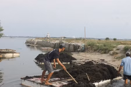 Các ghe tàu chứa đầy rau câu.
