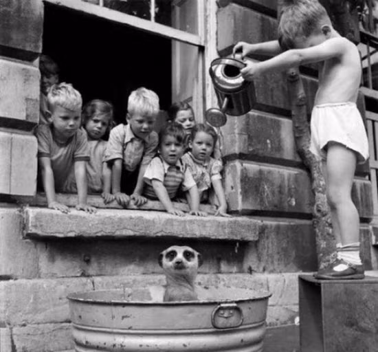 Cậu bé người Nam Phi đang tắm rửa cho một chú Meerkat, vào năm 1950.