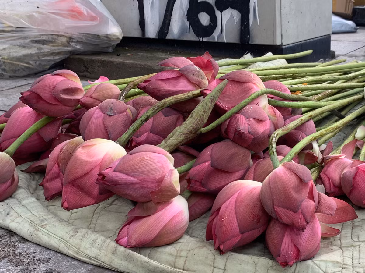 So với mọi năm hoa sen bán trên đường phố Hà Nội cũng to đều và đẹp hơn.