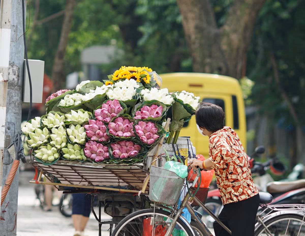 Trong các loại hoa mùa hè thì hoa sen có thời gian nở dài nhất, có những đầm sen đến cuối hè vẫn trổ bông, thậm chí nở cùng với hoa súng. Chính vì vậy, nhiều người vẫn cân nhắc không mua sen ở thời điểm giá cao như hiện nay.