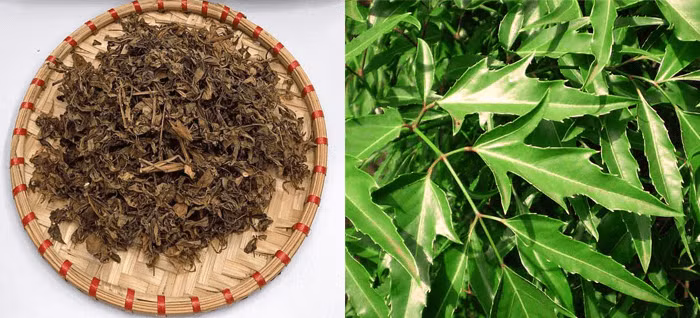 Lá đinh lăng khô được bán với giá 50.000 đồng/kg. Lá này tốt cho việc chữa bệnh dị ứng ngoài da, dị ứng thời tiết, thải độc cơ thể.