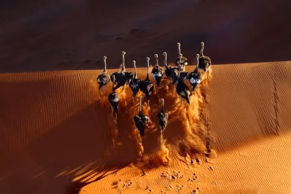 Quần thể động vật tại sa mạc Namib cũng khác lạ. Hầu hết chúng là động vật chân khớp và động vật nhỏ - những loài có thể thích nghi ở vùng đất cằn cỗi.
