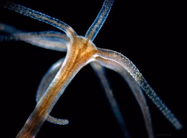  2. Con Hydra: Hydra là một nhóm động vật không xương sống nhỏ với thân mềm trông hơi giống sứa, chúng có tiềm năng sống mãi mãi. Live Science cho biết, lượng hydra không có dấu hiệu suy giảm theo tuổi tác.