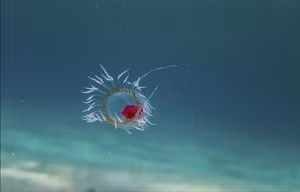  1. Sứa Turritopsis dohrnii: Turritopsis dohrnii được gọi là sứa bất tử vì chúng có khả năng sống mãi mãi. Sứa bắt đầu cuộc sống dưới dạng ấu trùng, trước khi sống ở đáy biển và biến đổi thành polyp.
