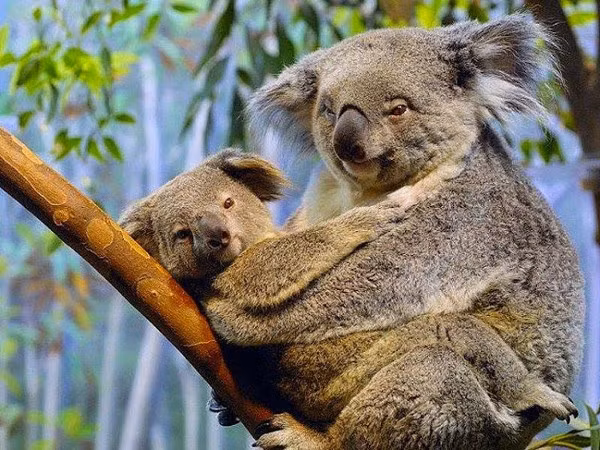  1. Gấu Koala: Với thân hình mập mạp, đầu lớn với đôi tai tròn tròn, bộ lông mượt mà và mũi to, gấu Koala xứng đáng đứng dầu danh sách các loài động vật đáng yêu nhất hành tinh.