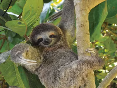  2. Sloth hay còn được biết đến với tên gọi là lười hay "con lười" đều là một. Trên thực tế, loài động vật này có thể ngủ được 20 tiếng một ngày. Vì vậy, chúng trông có vẻ hơi chậm chạp và lười vận động thậm chí vẻ ngoài trông hơi ngu ngốc và thờ ơ.