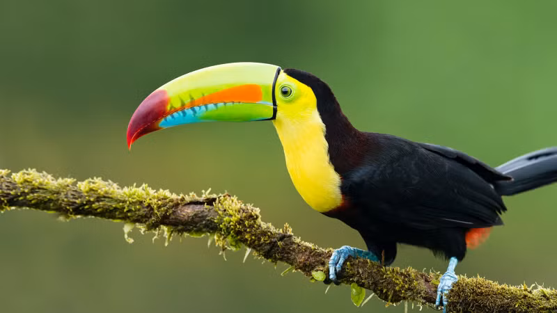 Chim Toucan nổi bật với chiếc mỏ to dài, trông rất khỏe khoắn và sắc nhọn với màu sắc nổi bật. Giống như những con chim Toucans khác, chim Toucan hàm nâu hạt dẻ có một vệt sáng trên đầu và có một cái mỏ trông lớn hơn. Chúng chủ yếu có màu đen với màu vàng chanh trên mặt, cổ họng và ngực, màu đỏ tươi dưới đuôi và các dấu nhiều màu trên cổ và mỏ.