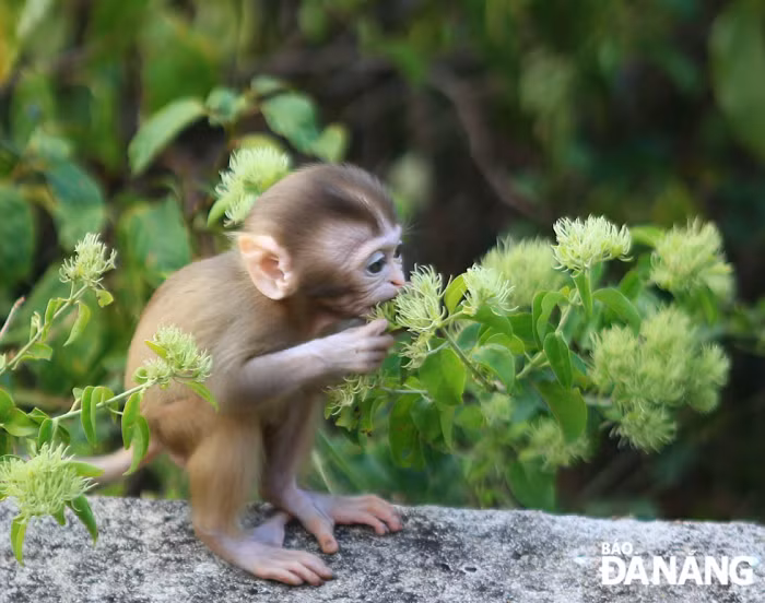 Khỉ vàng có thân màu nâu, phần mông, hai bên hông và đùi màu nâu đỏ, nhìn chung, toàn thân màu nâu vàng. (Ảnh: Báo Đà Nẵng) 