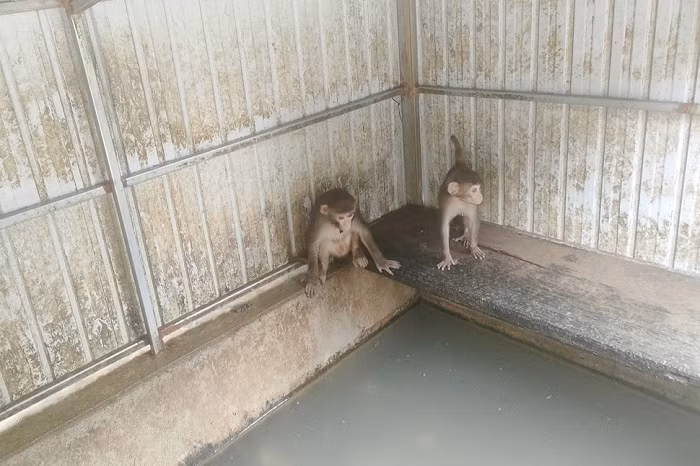 Cũng trong sáng ngày 21/9, Công an xã Kỳ Lạc phối hợp với Hạt kiểm lâm huyện Kỳ Anh đã vận động được ông Trần Xuân Hiệp (trú thôn Lạc Sơn, xã Kỳ Lạc) giao nộp 2 cá thể khỉ đuôi lợn mà gia đình nuôi để thả về tự nhiên.