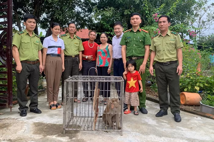 4 cá thể khỉ quý hiếm sao dân giao ngay cho VQG Vũ Quang? - Hình 2 4 ca the khi quy hiem sao dan giao ngay cho VQG Vu Quang?-Hinh-2