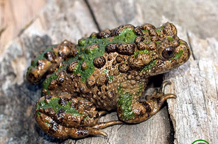  8. Rùa lá ngực đen: Rùa lá ngực đen, tên tiếng Anh là Vietnamese leaf turtle, là một trong những loài rùa nhỏ nhất trên thế giới. Khi trưởng thành, rùa đực thường chỉ đạt chiều dài từ 7-11cm và nặng 90-125 gram, rùa cái nặng hơn một chút từ 150-190 gram.