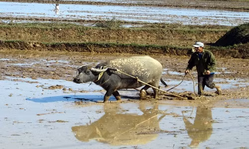 Khong phai ai cung biet: Nong dan Viet dieu khien trau bo ra sao?