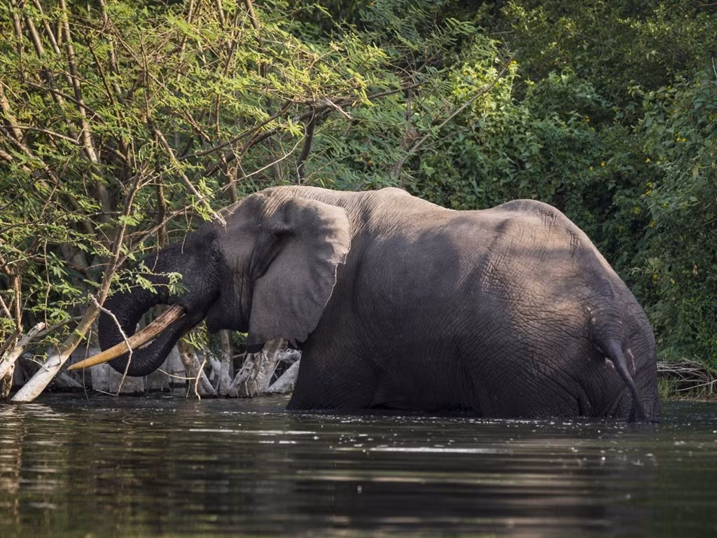Congo Basin (châu Phi) là rừng nhiệt đới lớn thứ hai thế giới, cũng là một trong những khu vực đa dạng sinh học bậc nhất với hơn 10.000 loài thực vật, 1.000 loài chim và 400 loài động vật có vú. Tuy nhiên, Liên Hợp Quốc dự đoán rằng hai phần ba diện tích rừng có nguy cơ biến mất hoàn toàn vào năm 2040. Ảnh: Brent Stirton/Getty Images.