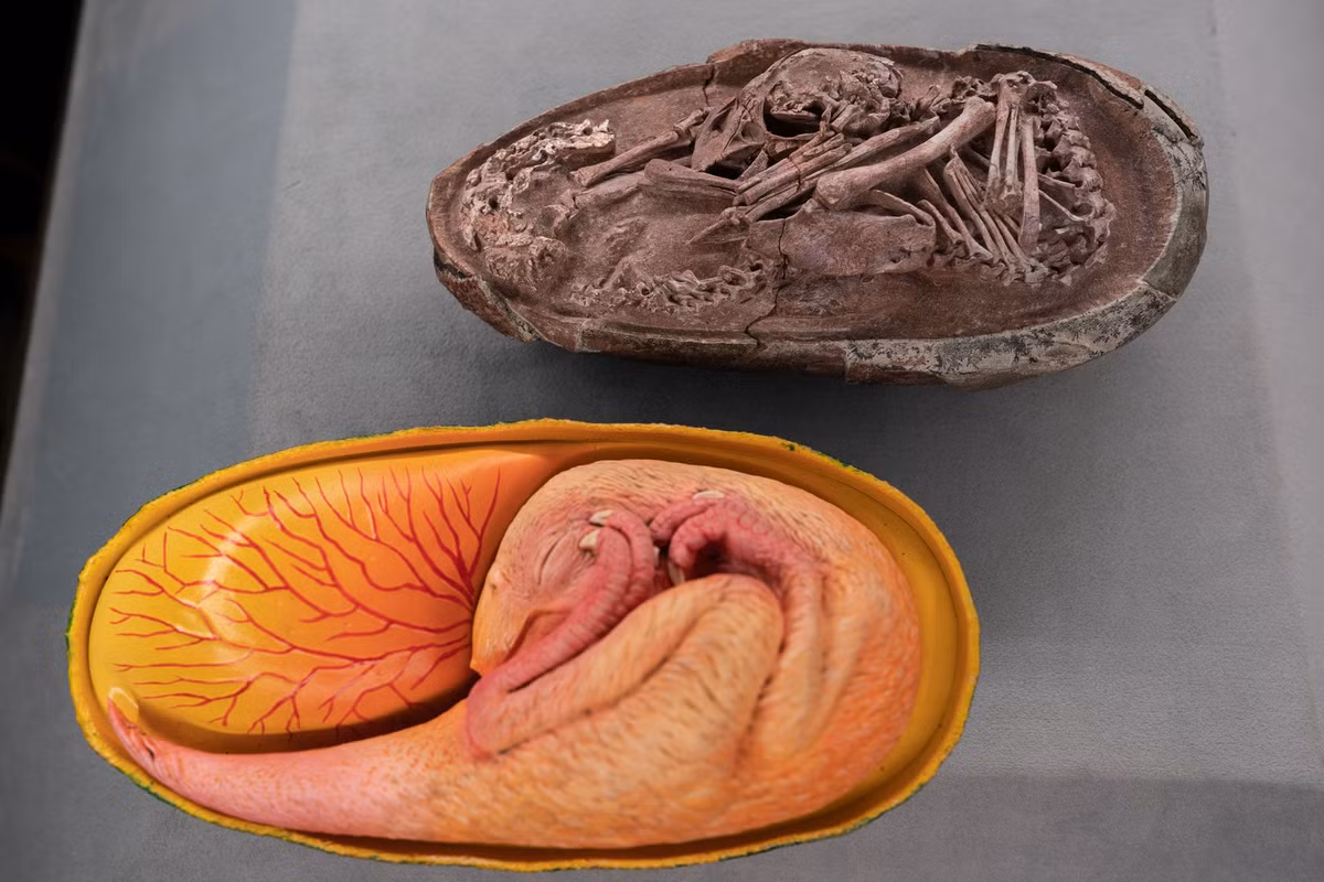 Khủng long Oviraptorosauria từng phân bố ở những vùng đất ngày nay là châu Á và khu vực Bắc Mỹ. Loài khủng long này sinh sống ở Kỷ Phấn trắng.