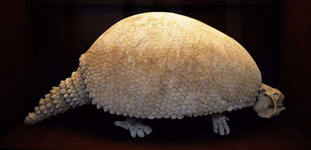 Loài Glyptodont sống trên Trái đất cách đây hàng triệu năm. Chúng được cho là đã tuyệt chủng vào khoảng 4.000 năm do hoạt động săn bắn và tác động của con người.