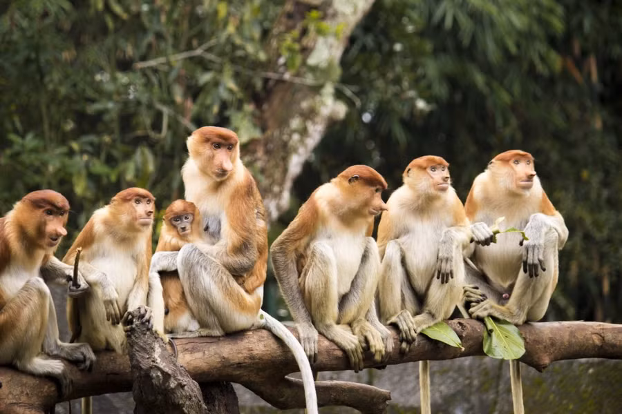Hiện nay loài này là đặc hữu của quần đảo Borneo thuộc Indonesia. Khỉ vòi sống chủ yếu trên cây. Chúng có thói quen đu, nhảy từ cành nọ sang cành kia để tìm kiếm thức ăn. 