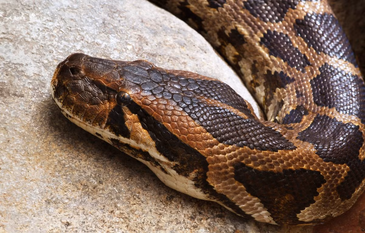 Trăn đất có tên khoa học là Python molurus, có kích thước, trọng lượng lớn nhất trong các loài trăn được tìm thấy ở Việt Nam. Khi trưởng thành, chúng có kích thước trung bình 4 - 6m. Một số cá thể có thể dài khoảng 8m và nặng hơn 100 kg.