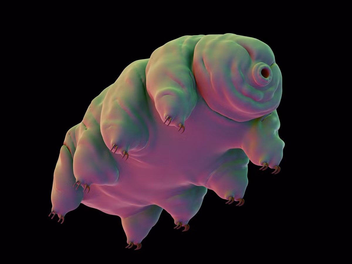 Tuy nhiên, các gốc tự do của "quái vật bất tử” Tardigrade phản ứng với một axit amin đặc biệt có tên là cysteine. Điều này khiến nó càng trở nên mạnh mẽ, khó có thể bị phá hủy.