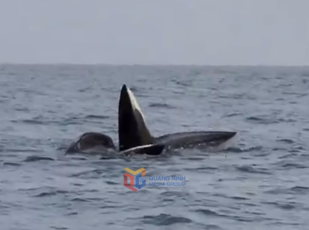 Nhiều người dân trong khu vực cho hay những ngày gần đây, khoảng 30 con cá heo nổi lên mặt nước tại vùng biển của huyện đảo Cô Tô. Ảnh: baoquangninh.