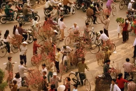 Mỗi dịp Tết đến Xuân về, nhiều gia đình ở miền Bắc Việt Nam đều mua một cành đào về bày trí trong nhà.