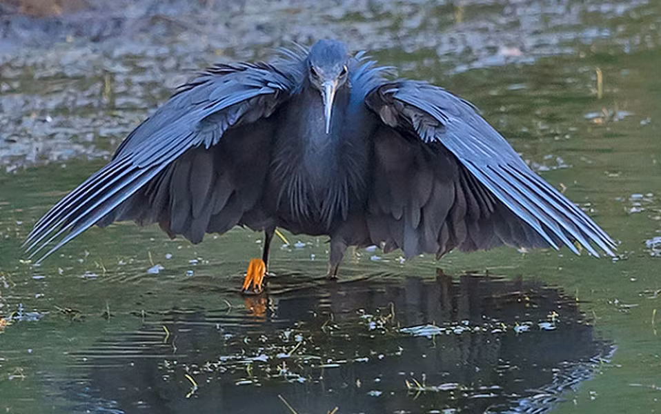 Chân của diệc đen châu Phi có màu vàng và toàn thân là một màu đen tổng thể với màu xanh hoặc màu xám đá phiến, đôi mắt có màu vàng tươi.