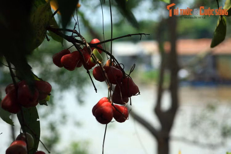 Với sự phát triển mạnh mẽ của ngành du lịch, sông Tiền cũng tạo nên những sản phẩm du lịch độc đáo gắn với đời sống miệt vườn sông nước, đem lại trải nghiệm khó quên cho du khách đến từ phương xa.