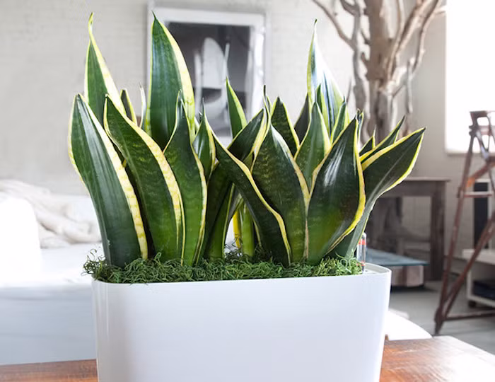 Cây lưỡi hổ được coi là loài thực vật mang đến năng lượng phong thủy phòng tắm. Chúng có thể sống ở nơi ẩm ướt lại có tác dụng trừ uế khí nên rất thích hợp trồng trong nhà tắm. Ảnh: Americdn.