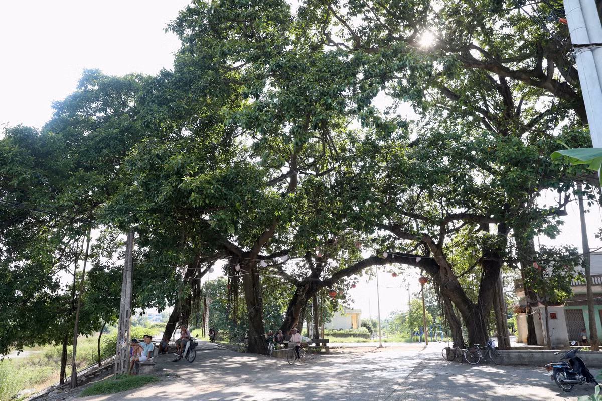 Chiem nguong cay da 9 goc tren 500 tuoi o ngoai thanh Ha Noi