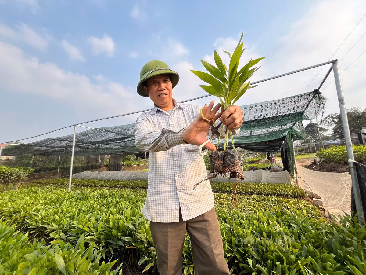 Thu nhập cao từ vườn ươm cây keo giâm hom Thu nhap cao tu vuon uom cay keo giam hom