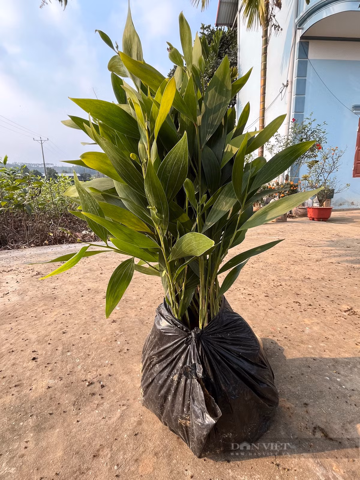 Thu nhập cao từ vườn ươm cây keo giâm hom - Hình 4 Thu nhap cao tu vuon uom cay keo giam hom-Hinh-4