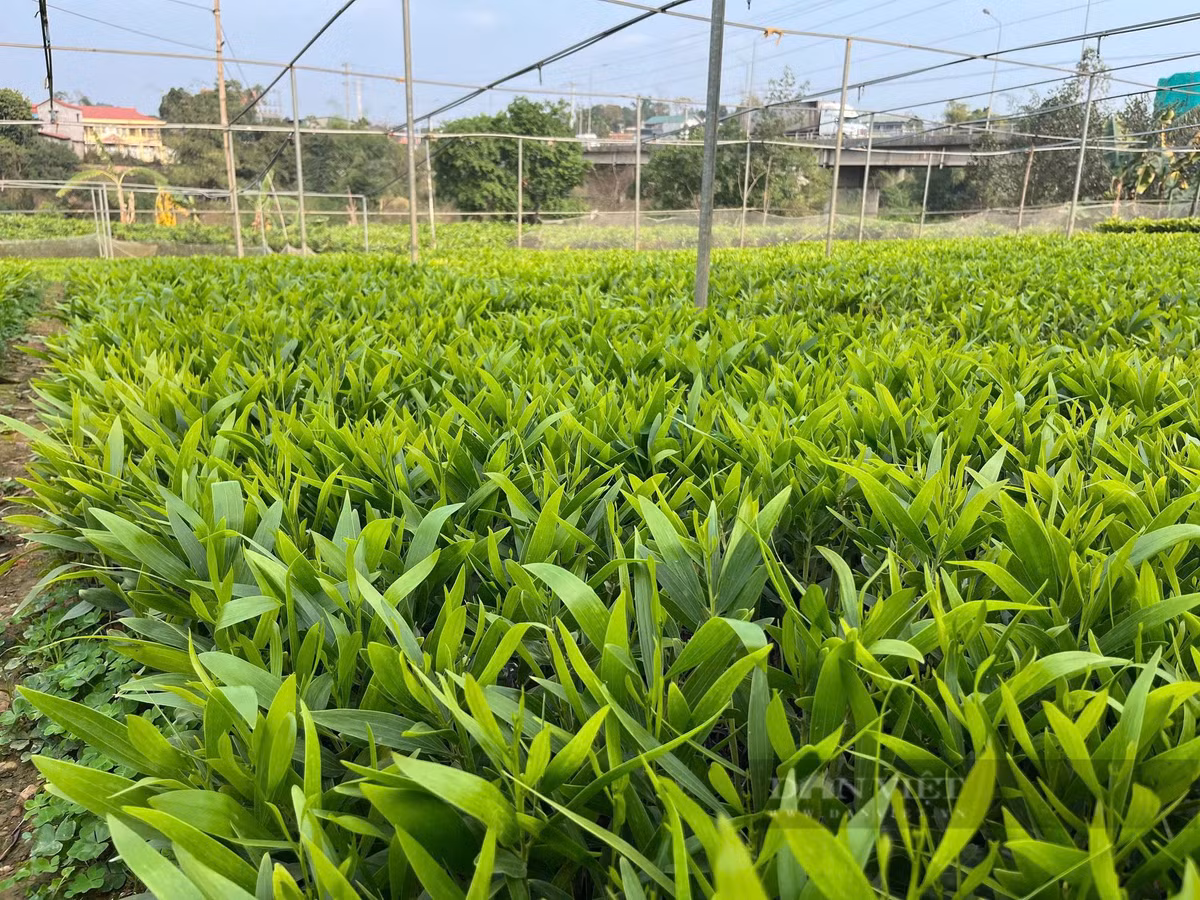 Thu nhập cao từ vườn ươm cây keo giâm hom - Hình 3 Thu nhap cao tu vuon uom cay keo giam hom-Hinh-3