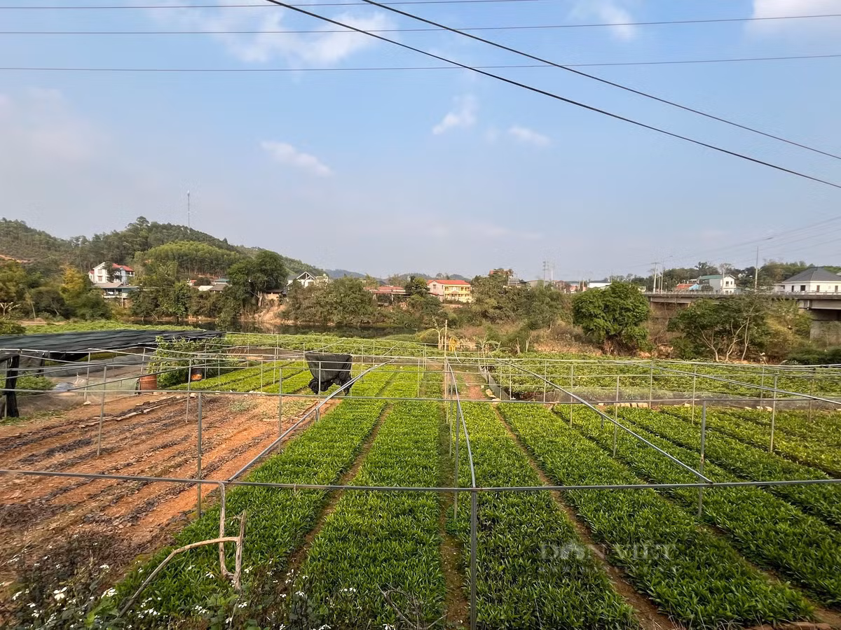 Thu nhập cao từ vườn ươm cây keo giâm hom - Hình 2 Thu nhap cao tu vuon uom cay keo giam hom-Hinh-2