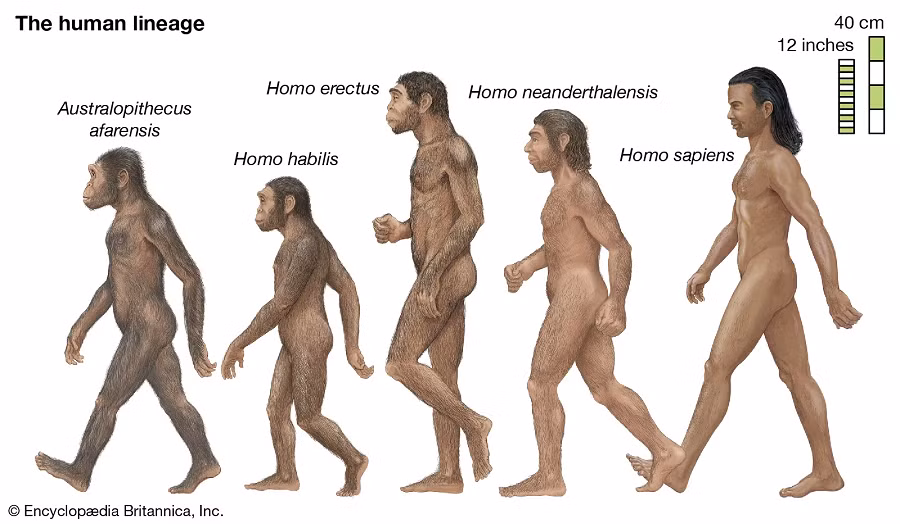 Với sự xuất hiện khoảng 300.000 năm trước, loài người Homo sapiens đã trải qua một cuộc hành trình đáng kinh ngạc và định hình thế giới mà chúng ta sống trong đó ngày nay.