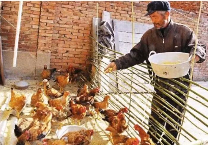 Ban đầu, ông không hề nhận ra giá trị thực sự của nó và quyết định sử dụng nó như một chiếc bát để cho gà ăn. Thế nhưng, một năm sau đó, các nhà khảo cổ phát hiện ra di chỉ Văn hóa Yangshao tại thôn Tuyền Hộ gần đó. Ông lão mới nhớ lại chiếc hũ gốm mà mình đã tìm thấy và quyết định mang nó đến cho các chuyên gia khảo cổ.