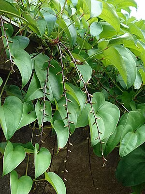 Điều này làm cho nó trở thành một lựa chọn tuyệt vời cho những người muốn tăng cường năng lượng và sức mạnh cơ bắp.