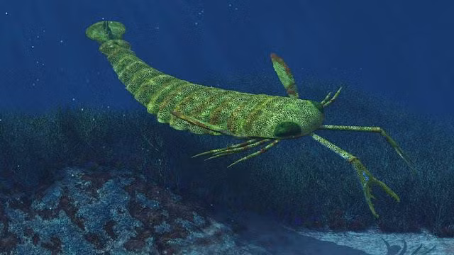 Cấu trúc cơ thể của Pterygotus australis là một điểm đặc biệt đáng chú ý. Nó có bộ xương ngoài dài, nhiều đoạn và các phần phụ nối với nhau.