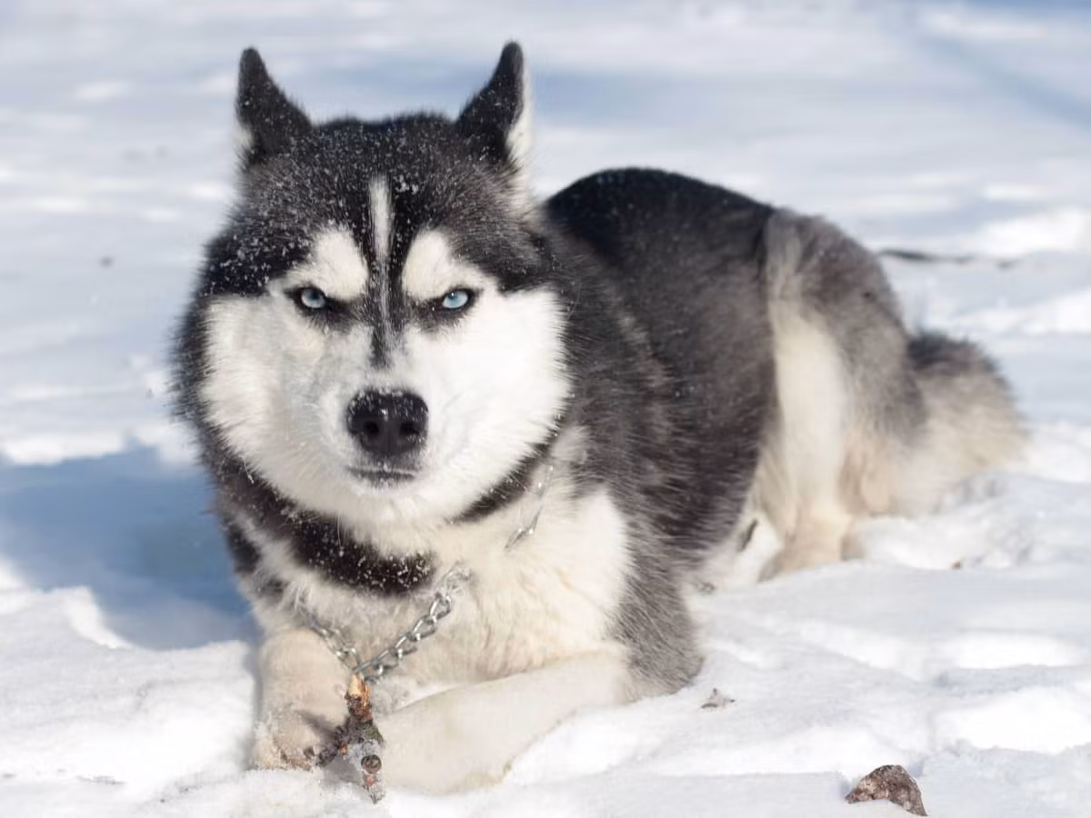 Husky là một giống chó có kích thước trung bình đến lớn, có bộ lông dày và mắt xanh hoặc màu hổ phách. Chúng có khuôn mặt tròn, tai đứng thẳng và đuôi quăn.