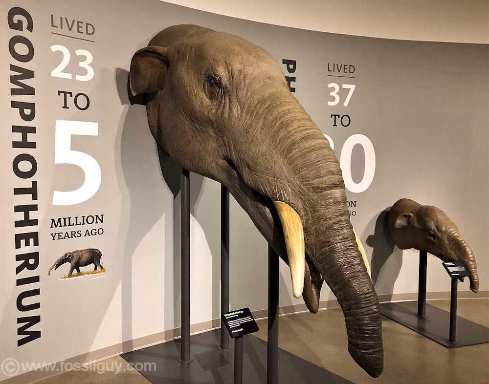 Gomphothere có trọng lượng khoảng 4-5 tấn, tương đương với voi châu Phi hiện đại, nhưng có gương mặt khá giống những con quái vật trong phim: cặp ngà to và nhọn từ hàm trên, cùng với cặp ngà ngắn hơn từ hàm dưới, tạo nên hình ảnh đáng sợ.